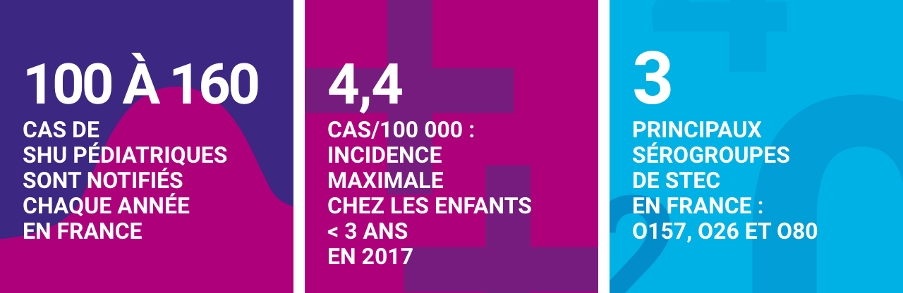 Infographie concernant le syndrome hémolytique et urémique